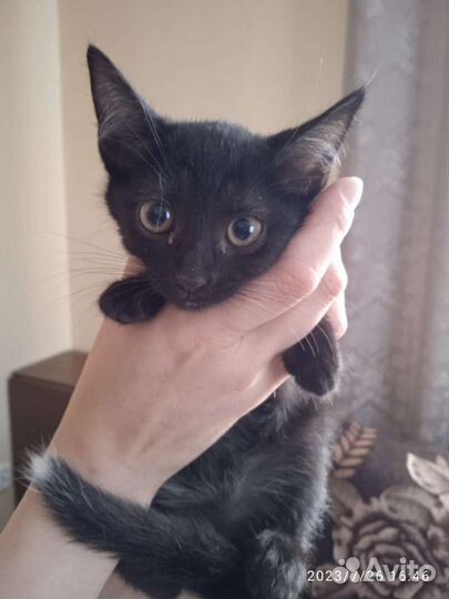 Кошка в дар бесплатно