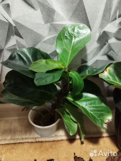 Замиокулькас фикус