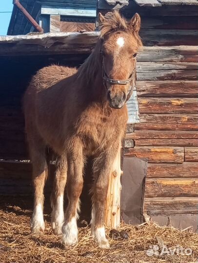 Продажа лошадей