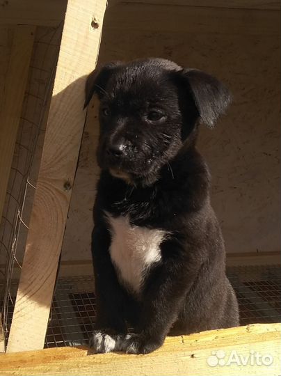 Собака в добрые руки щенок