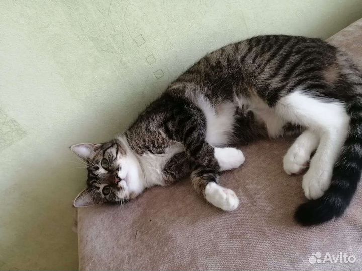 Кошка Буся в дар. Доставка