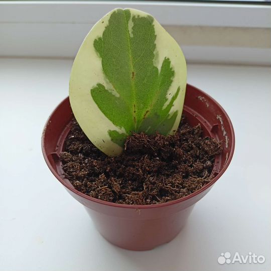 Пеперомия вариегатная