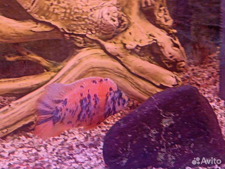 Рыбки Цихлиды