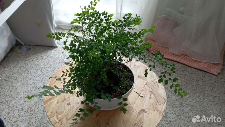 Адиантум венерин волос