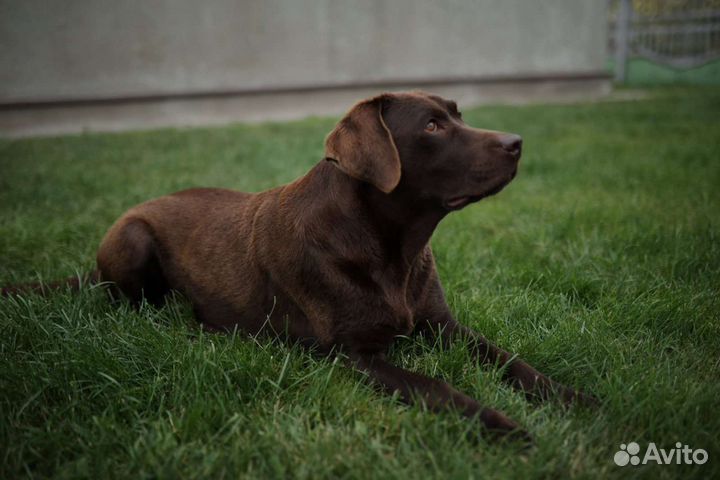 Щенки лабрадора шоколадные