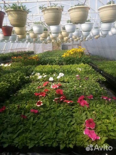 Рассада однолетних цветов