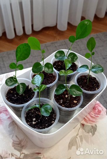 Мурайя метельчатая