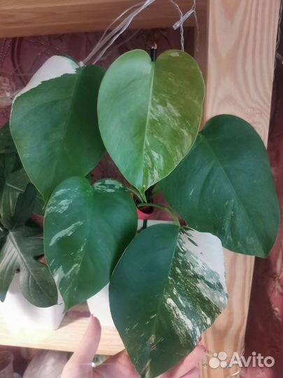 Монстера альба