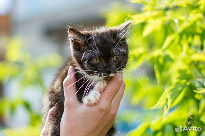 Котята в добрые руки бесплатно