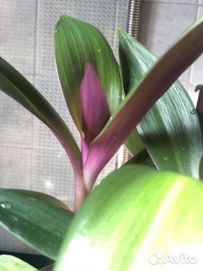 Традесканция рео