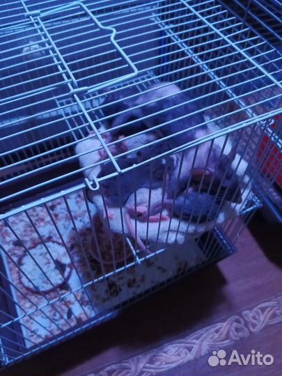 Отдать крысу