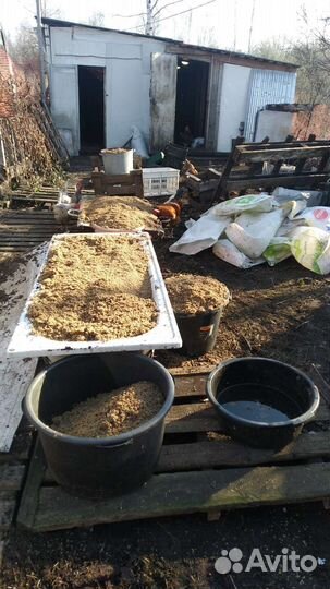 Пивная дробина, хлеб, молоко+мясо,колбасыдлясобак