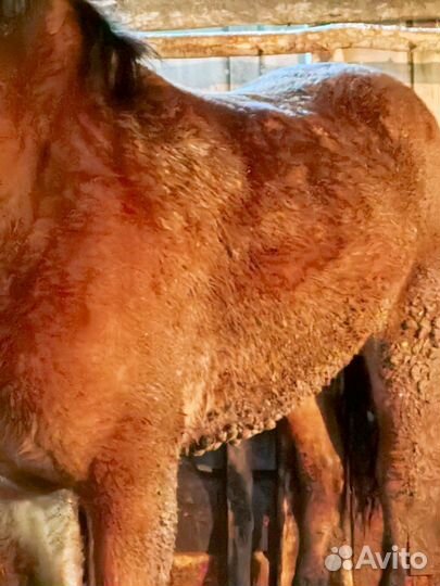 Кобылка с откорма