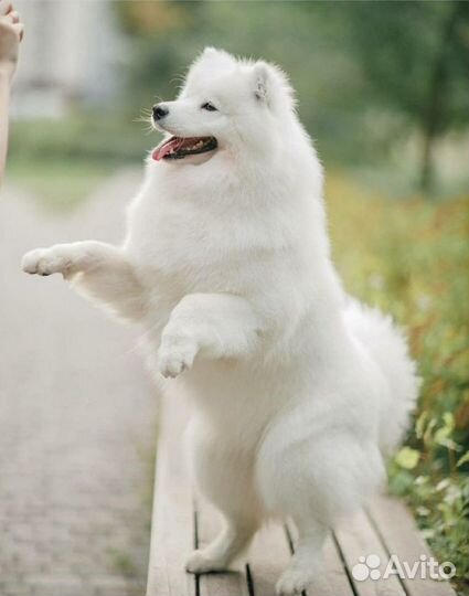 Продам шерсть самоеда всего 500гр