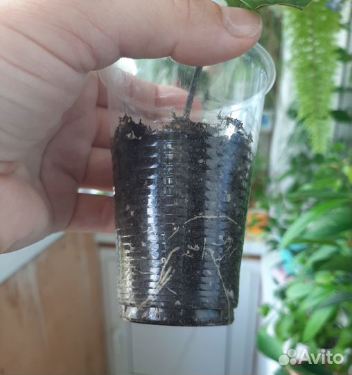 Клеродендрум госпожи Томпсон