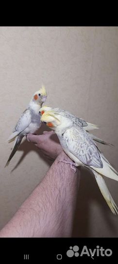 Попугаи Корелла Нимфа оптом