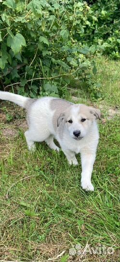 Девочка дворянка