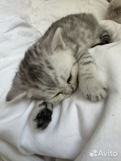 Шотландская прямоухая котята