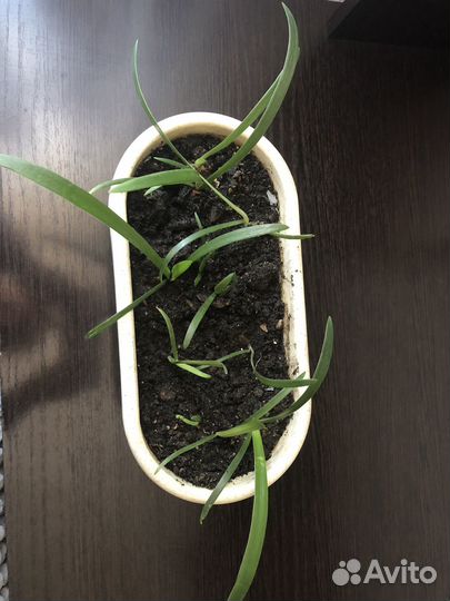 Гиппеаструм