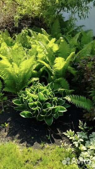 Папоротник садовый