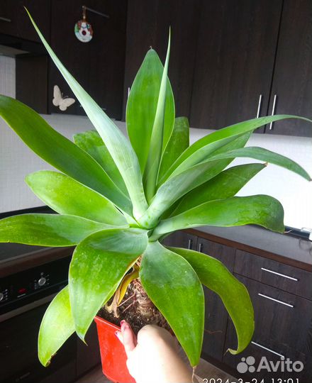 Агава Аттенуата