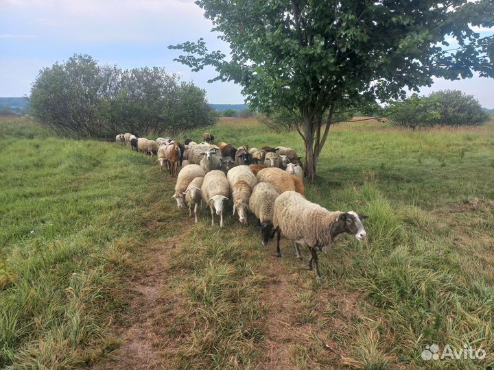 Овцы бараны