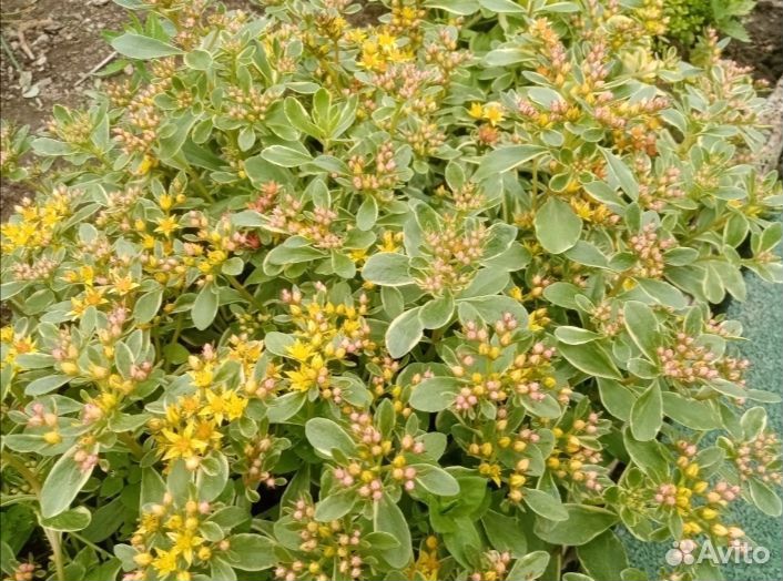 Очиток вариегатный