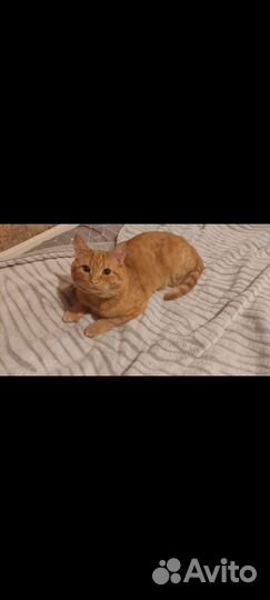 Отдам кота