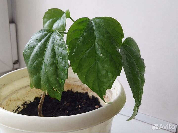 Гибискус китайская роза укорененное красная 30см