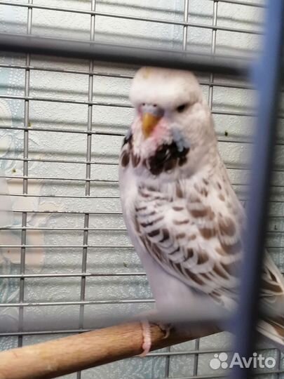 Выставочный волнистый попугай чех