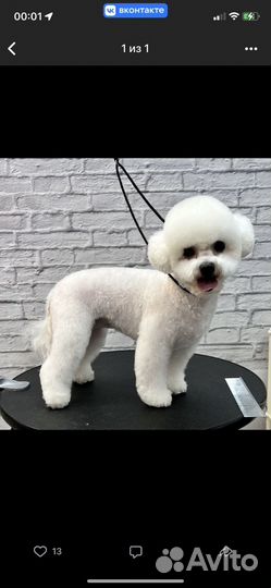 Передержка животных