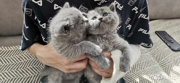 Шотландские котята