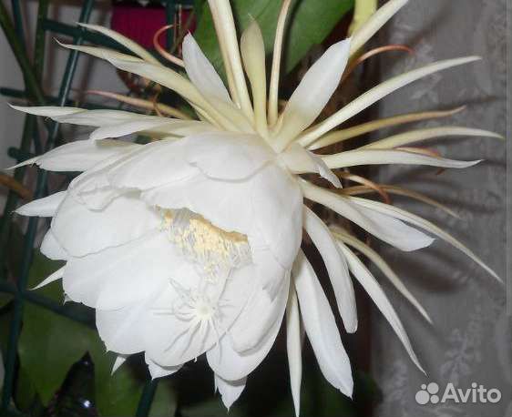 Амариллис,Эухариус,редкийЭпифиллум,Фиалки/цветут