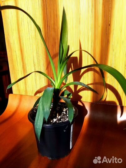 Пальма юкка