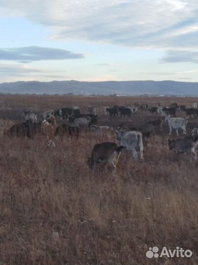 Козы и козлята