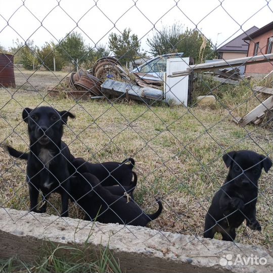 Щенки в добрые руки