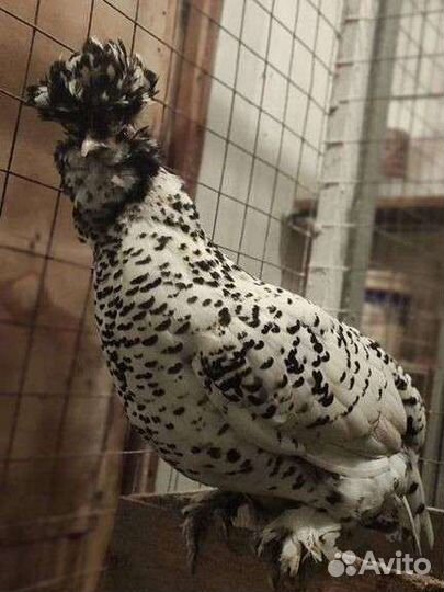 Куры Павловские