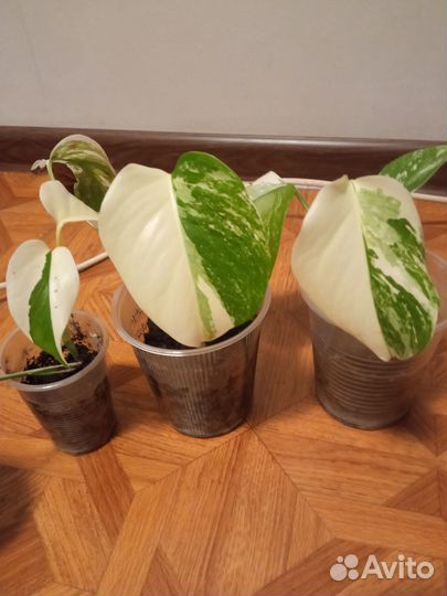 Монстера вариегатная альба