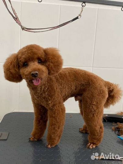 Грумер, стрижка собак, уз чистка зубов