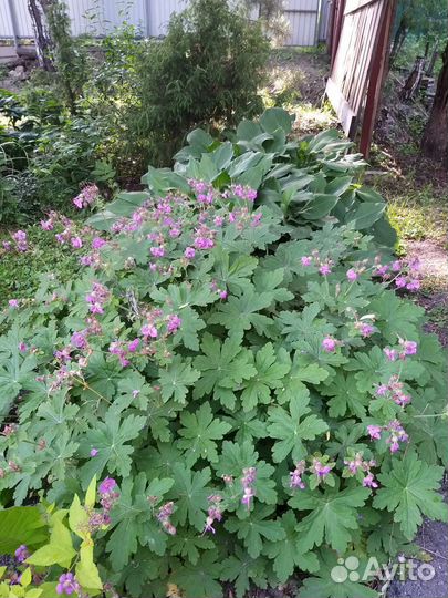 Герань садовая многолетняя