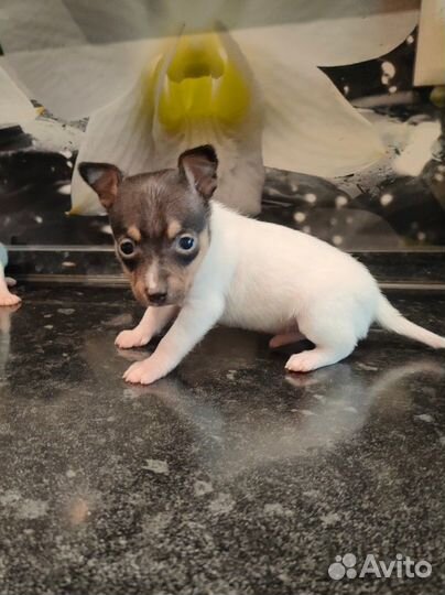 Мальчик Амертоя