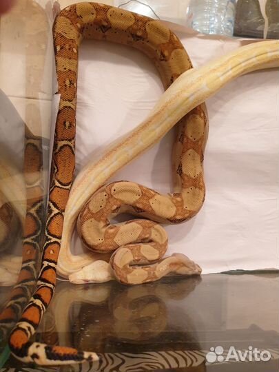 Аренда змей для фотосессий