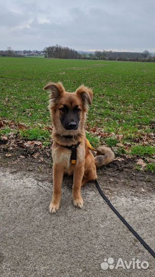 Передержка животных