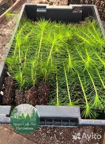 Зкс Сосна сеянцы Ели Лиственницы окс Голуб Горная