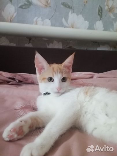 Котята мейн-кун