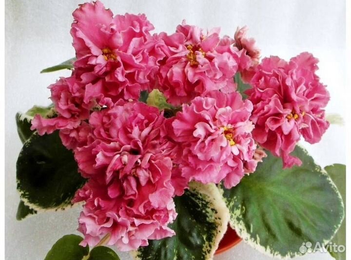 Фиалки сортовые детками