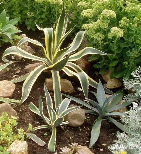 Агава голубая,американская