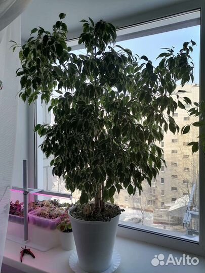 Фикус бенджамина большой