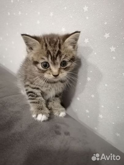 Отдам котенка, мальчик и девочка. В добрые руки