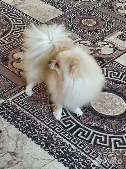 Померанский шпиц